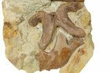 Dinosaur (Edmontosaurus) Bones in Sandstone - Wyoming #264614-2